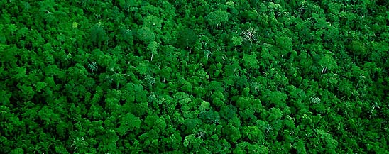 Nejkrsnj msta - Amazonsk prales